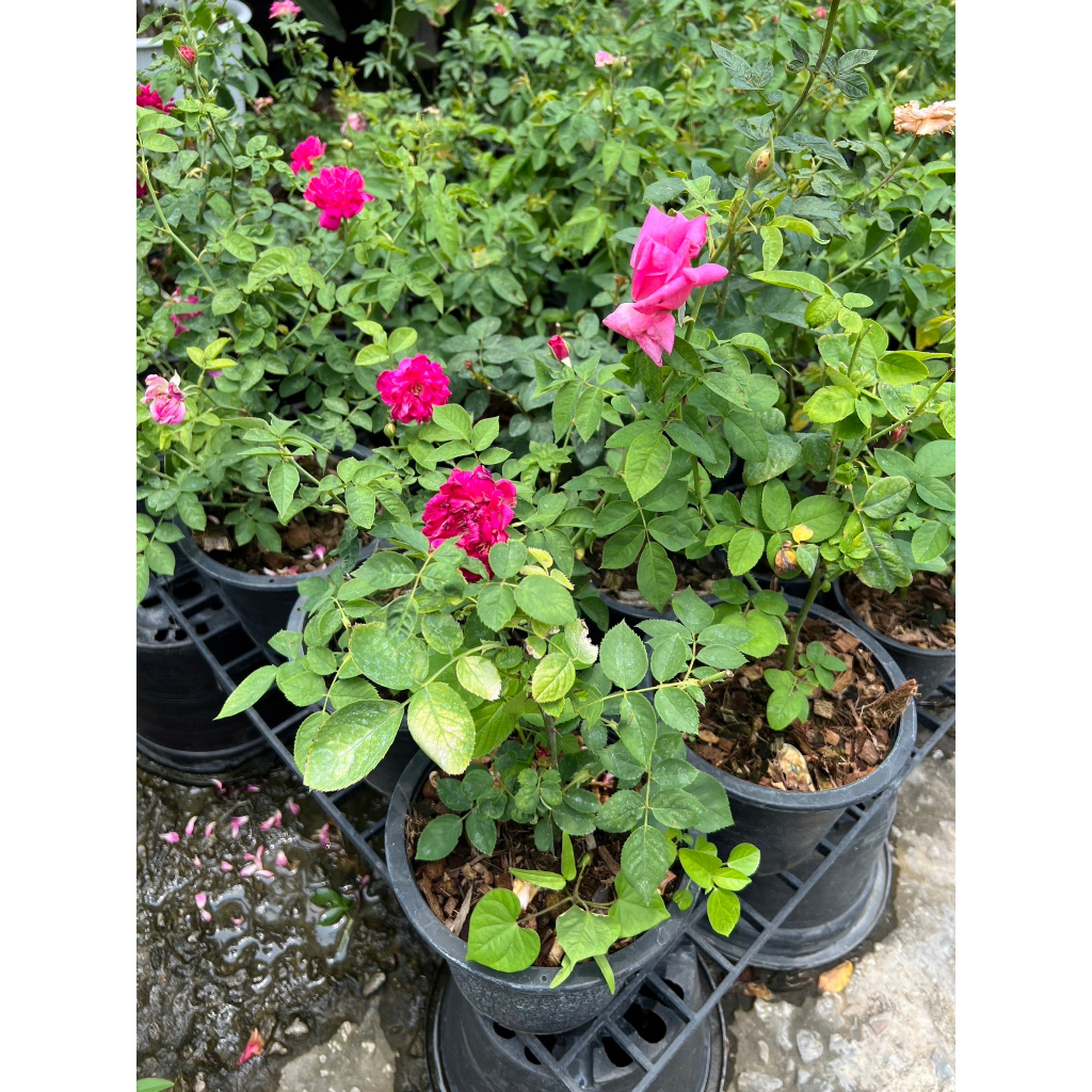 มุมมอง 4