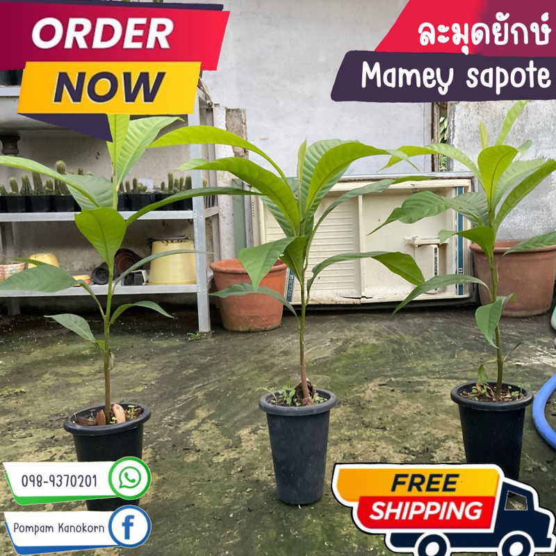 ส่งฟรี ต้นละมุดยักษ์ ซาโปเต้ Mameysapote สายพันธุ์คีเวส