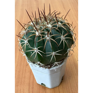 เมโลแคคตัส Melocactus