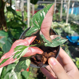 Syngonium Red Spot Tricolor เงินไหลมาด่างสามสี ไตรคัลเลอร์