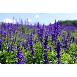 บลูซัลเวีย Salvia Blue (สีม่วงเข้ม) 1000เมล็ด