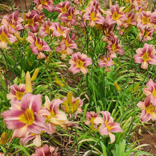 Day lily "NFV Lucky Petite"