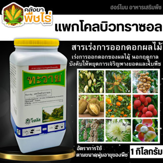 🌽 ทะวาย (แพกโคลบิวทราซอล10%) 1กิโลกรัม กระตุ้นการออกดอก ทำให้ดอกออกได้เร็วขึ้นก่อนฤดูกาล