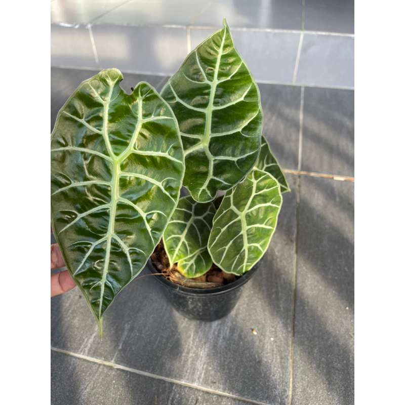 อโลคาเซีย วัทโซเนียน่า Alocasia Watsoniana