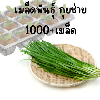 เมล็ดพันธุ์ กุยช่าย ผักแป้น 5000+เมล็ด ขายส่ง ราคาถูก จำนวนมาก