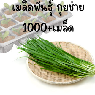 เมล็ดพันธุ์ กุยช่าย ผักแป้น 10000เมล็ด+ ขายส่ง ราคาถูก จำนวนมาก