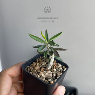 ไดโนเสาใบเรียว ยูโฟเบียไดโนเสา Euphorbia Decaryi