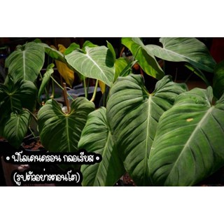 🍀Philodendron Glorious ☘️ฟิโลเดนดรอน กลอเรียส พร้อมส่ง