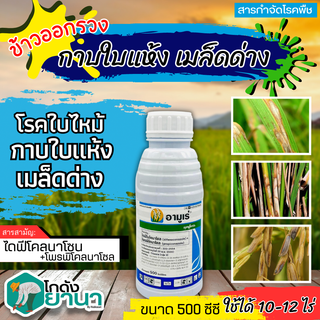 🌾 อามูเร่ (ไดฟีโนโคลนาโซล+โพรพิโคนาโซล) ขนาด 500ซีซี ป้องกันโรคเมล็ดด่างในนาข้าว