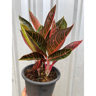 อะโกลนีมา บัลลังก์ทับทิม Aglaonema spp. กระถาง 8นิ้ว