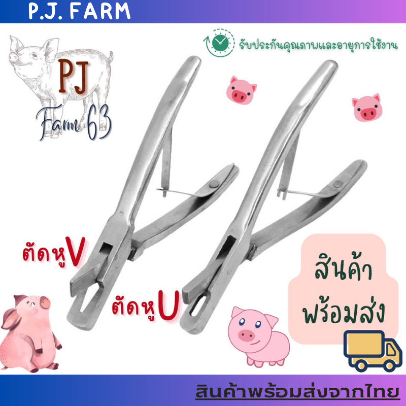 เจาะหูทำสัญลักษณ์น้องหมูตัวU&V