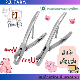 เจาะหูทำสัญลักษณ์น้องหมูตัวU&amp;V