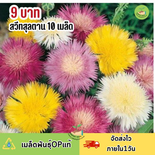 พิเศษ 9 บาท เมล็ดพันธุ์ ดอกสวีทสุลต่าน