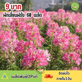 พิเศษ9 บาท เมล็ดพันธุ์ ผักเสี้ยนฝรั่ง บรรจุ 60 เมล็ด