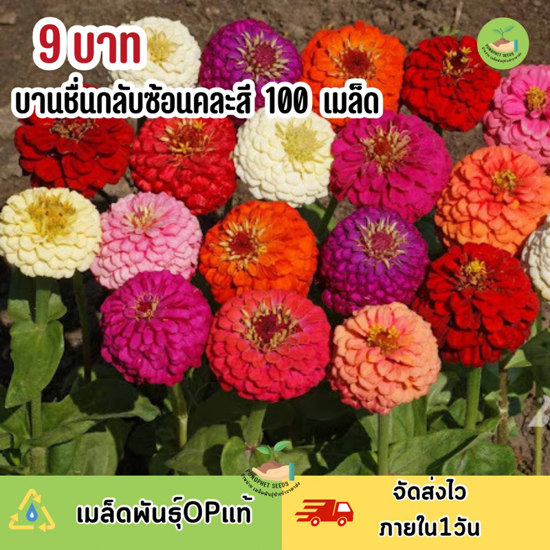 ซื้อ พิเศษ 9 บาท เมล็ดพันธุ์ดอกบานชื่นกลีบซ้อนหลากสี บรรจุ100 เมล็ด