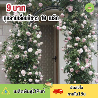 พิเศษ 9 บาท ‼️ เมล็ดพันธุ์ดอกกุหลาบเลื้อยสีขาว บรรจุ 10 เมล็ด