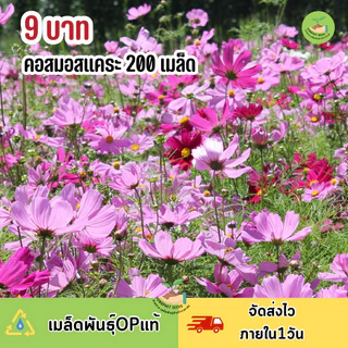 พิเศษ 9 บาท ‼️ เมล็ดพันธุ์ ดอกคอสมอสแคระ บรรจุ200 เมล็ด คละสี