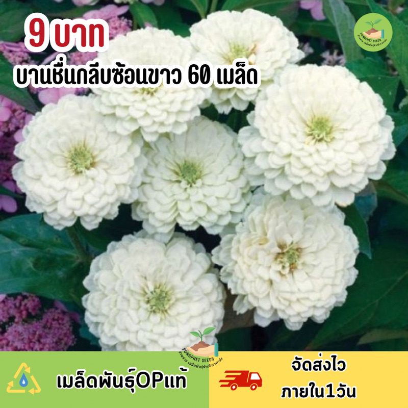 พิเศษ 9 บาท ‼️ เมล็ดพันธุ์ดอกบานชื่นสีขาว บรรจุ 60 เมล็ด