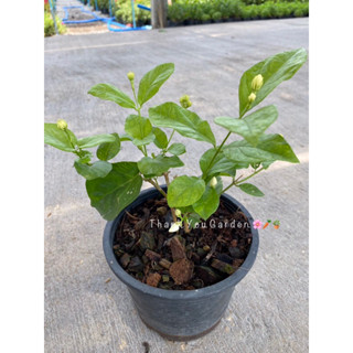 ต้นมะลิลา  ร้อยมาลัย ลอยน้ำดื่ม ลอยหน้าอาหาร กระถาง5 นิ้ว (ซื้อ 3แถม 1) Jasmine Plant 5inch pot’s (buy 3 get 1 free)