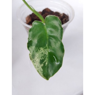 philodendron burle marx mint variegated ฟิโลเดนดรอน เบอร์มาร์คมิ้นต์ ได้ต้นตามภาพ