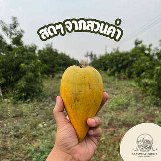 เซียนท้อ หรือม่อนไข่ ไซส์ใหญ่ 2-4 ลูกต่อโล