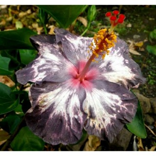 เมล็ดพันธุ์ชบาแคริบเบี้ยน แดร็คคิวล่า ฟิอางเซ่(Draculas Fiance Caribbean Hibiscus Seed)บรรจุ 10 เมล็ด ของแท้ นำเข้า