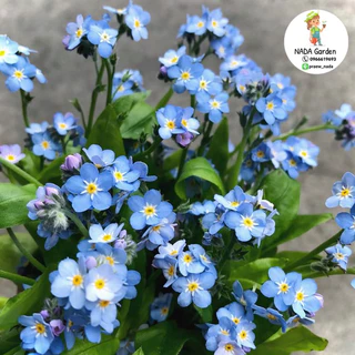 เมล็ดพันธุ์ ฟอร์เก็ตมีน็อตสีฟ้า ( Forget me not Blue ) บรรจุ 100เมล็ด สายพันธุ์แท้นำเข้าจากต่างประเทศ