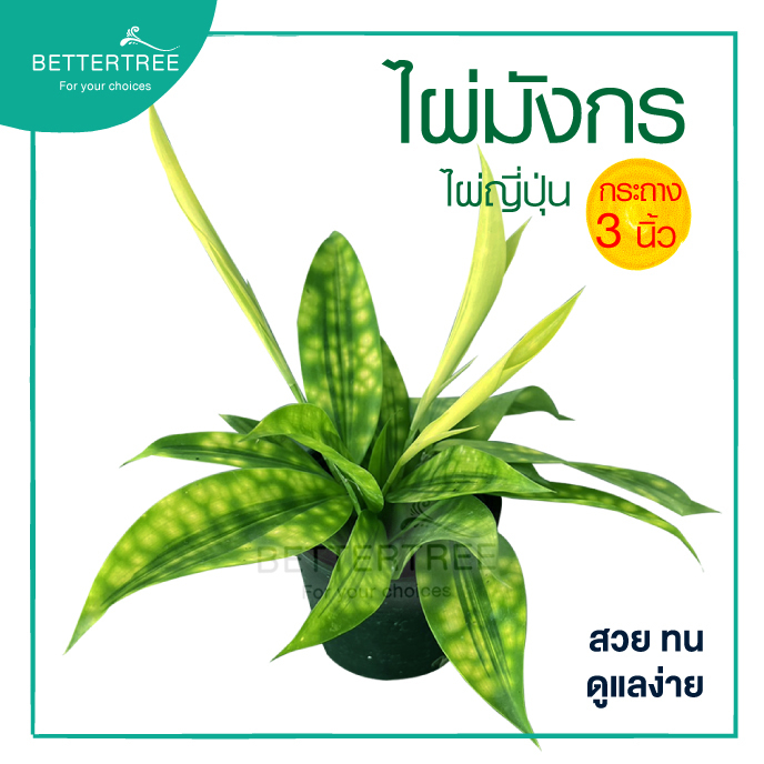 ไผ่มังกร กระถาง 3 นิ้ว ไม้ในร่ม ต้นไม้ฟอกอากาศ  ไม้มงคล