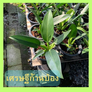 ต้นฟิโลด้านป่อง เศรษฐีก้านป่อง ส่งพร้อมกระถาง8นิ้ว(philodendron mar tianum )