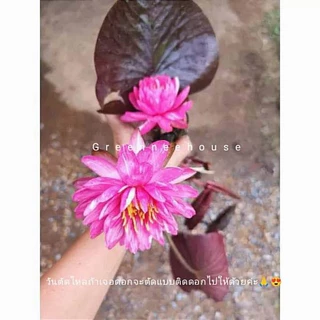 บัวฝรั่งดอกด่างชื่อจักรพงษ์สลับลายด่างชมพูขาวมองแล้วไม่เบื่อเลยจ้า (ร้านโค๊ทคุ้ม+แลกเหรียญ)