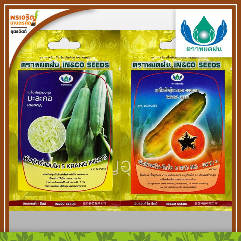 เมล็ดพันธุ์ผัก กลุ่มมะละกอ (แบบซอง) เมล็ดมะละกอ มะละกอส้มตำ มะละกอแขกดำ มะละกอฮอลแลนด์ มะละกอต้นเตี้ย เมล็ดพันธุ์คุณภาพ - รูปที่ 2