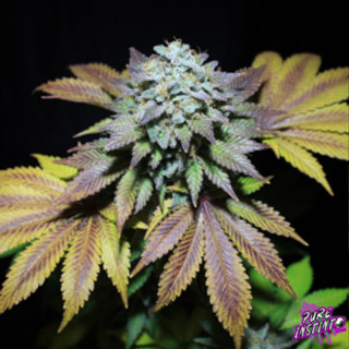 Gorilla Cookies เมล็ดกัญชาโฟโต้ Photo ค่าย Pure Instinto เเท้100%