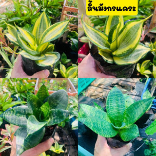 🌱ลิ้นมังกรแคระ🌱ไม้มงคล ไม้ฟอกอากาศ ว่านหางเสือ ว่านงาช้าง ลิ้นนคราช ขายพร้อมถุงชำ