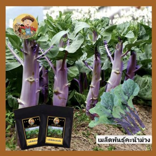 5แถม1เมล็ดพันธุ์คะน้า สีม่วง 200เมล็ด เมล็ดพันธุ์ผักคะน้า สีม่วง รสชาติหวานกรอบ เมล็ดพันธุ์ผักสวนครัวปลูกได้ทุกฤดูกาล