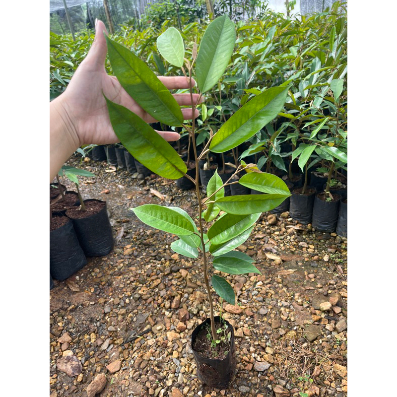 ต้นทุเรียนพันธุ์กระดุมทองแท้💢 4 ต้น 280 บาท💢 ถุงเบอร์7 ไซส์ 60ซมขึ้น