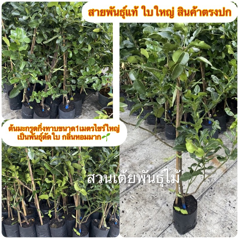 ต้นมะกรูดกิ่งทาบขนาด1เมตรไซร์ใหญ่ เป็นพันธุ์ตัดใบ กลิ่นหอมมาก