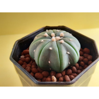 แอสโตร แคคตัส Astrophytum asterias star shape  แอสโตร แอสทีเรียส เอวเว้าๆ เลยจ้า ขาชัดๆ ฟอร์มสวยๆ ไม้เมล็ดค่ะ