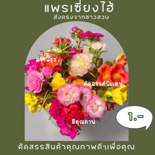 แพรเซี่ยงไฮ้/คุณนายตื่นสายต้นแข็งแรงหลากหลายสายพันธุ์