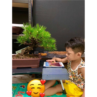 สนญี่ปุ่น Nishiki Japanese black pine