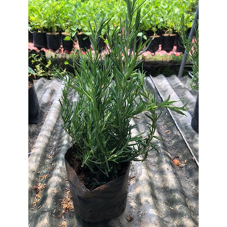 ต้น โรสแมรี่ ( Rosemary) ต้นละ 80 บาท