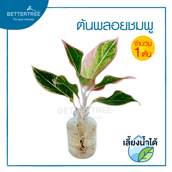 พลอยชมพู (จำนวน 1 ต้น) สามารถเลี้ยงน้ำได้💧ต้นไม้ฟอกอากาศ