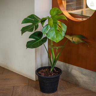 Treeno.9 T7 มอนสเตอร่า  ปลูกในบ้านได้ (Monstera) กระถาง 10 นิ้ว / สูง 70-80 ซม. / ไม้ประดับ ไม้ฟอกอากาศ (ต้นไม้)