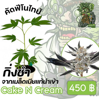 กิ่งชำสายพันธุ์​ Cake N Cream จากค่ายนอก​  in​ house​  Genetics​