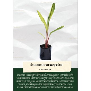 พญาว่าน/ว่านมหาปราบ(ขนาด15-20cm.)