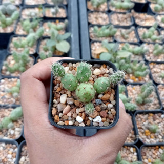 🌵💥ไข่จิ้งจก 💥🌵 Opuntia Tunilla corrugata ไม้ชำหน่อ ขนาด 4 ซม. ต้นกระบองเพชร ต้นแคคตัส (แคคตัส กระบองเพชร)