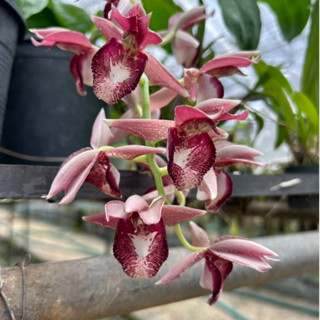 คาตาเซตั้ม สีแดง Catasetum red