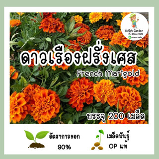 เมล็ดพันธุ์ ดาวเรืองฝรั่งเศส (French Marigold)  จำนวน 200 เมล็ด เมล็ดพันธุ์OPแท้ อัตราการงอกสูง 🌱