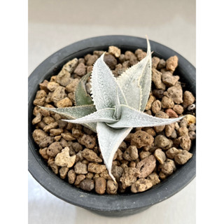 dyckia marnier- lapostollei  super wide laef  สัปปะรด