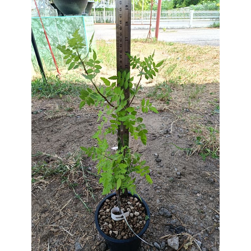 ไม้ยางหอมBursera laxiflora(กิ่งตอน)