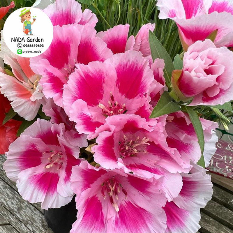 เมล็ดพันธุ์ ดอกคลาเกีย ( Godetia/Clarkia Amoena ) คละสี 250 เมล็ด สายพันธุ์แท้100% - รูปที่ 7